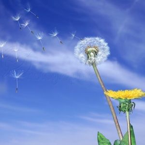 Meet your Posher, Sunshine